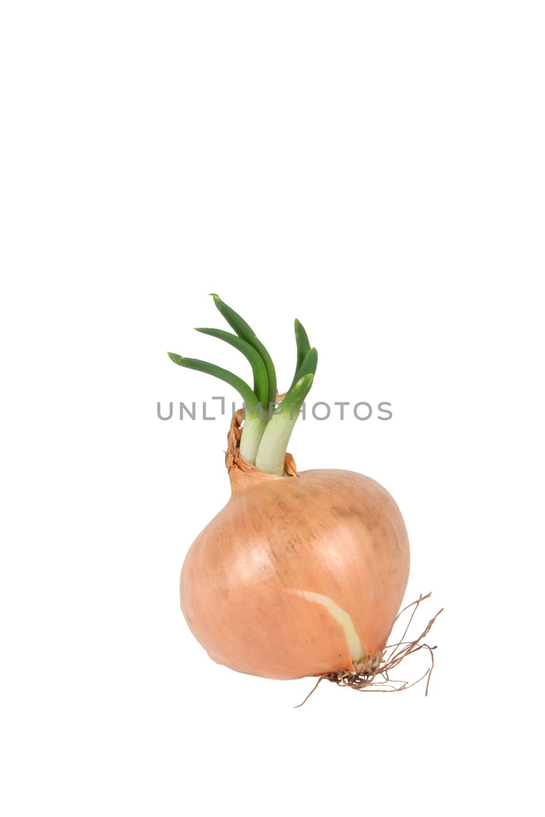 Shallot by phovoir