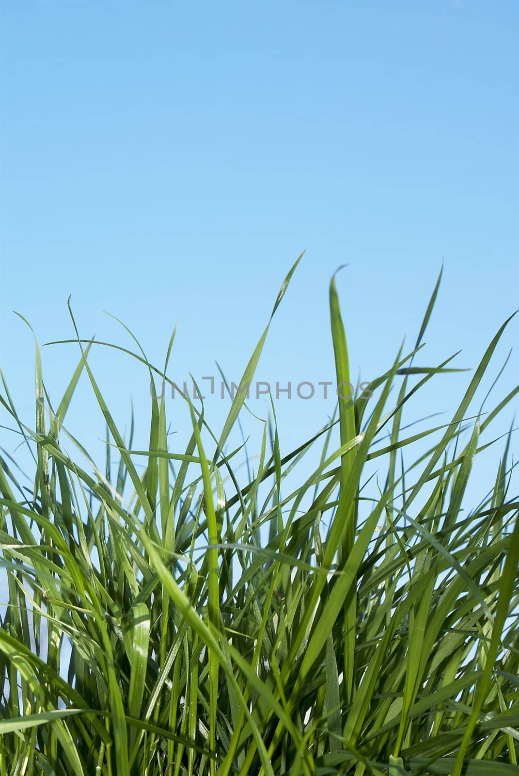 Spring young green grass under the blue sky.  A background the nature