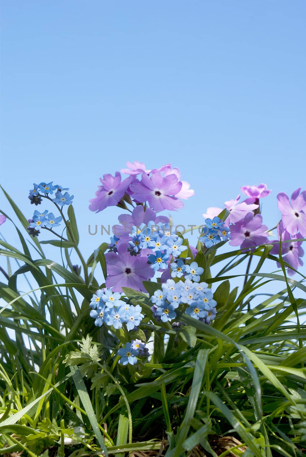 Spring flowers  in green grass