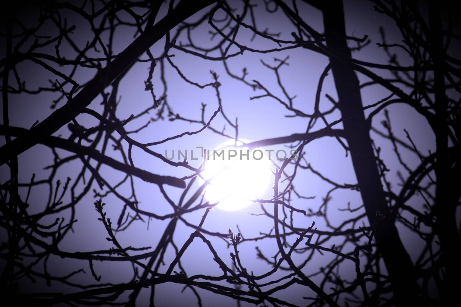 Real bright full moon behind some tree branches 