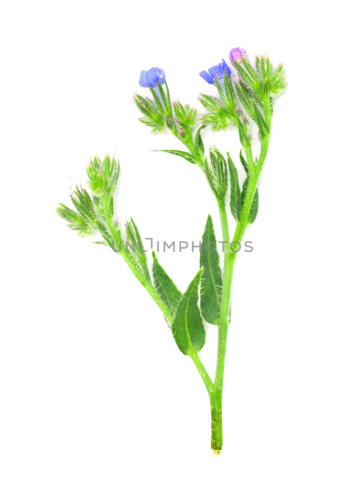 knapweed flower on a white background by schankz