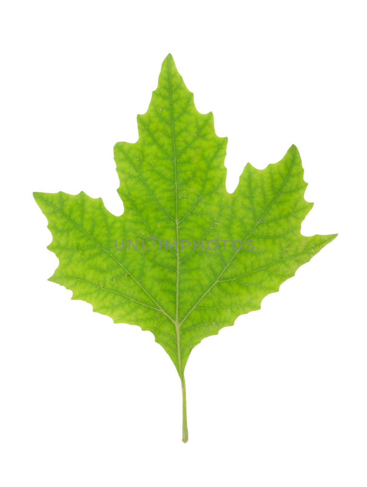 Green Maple Leaf isolated by schankz
