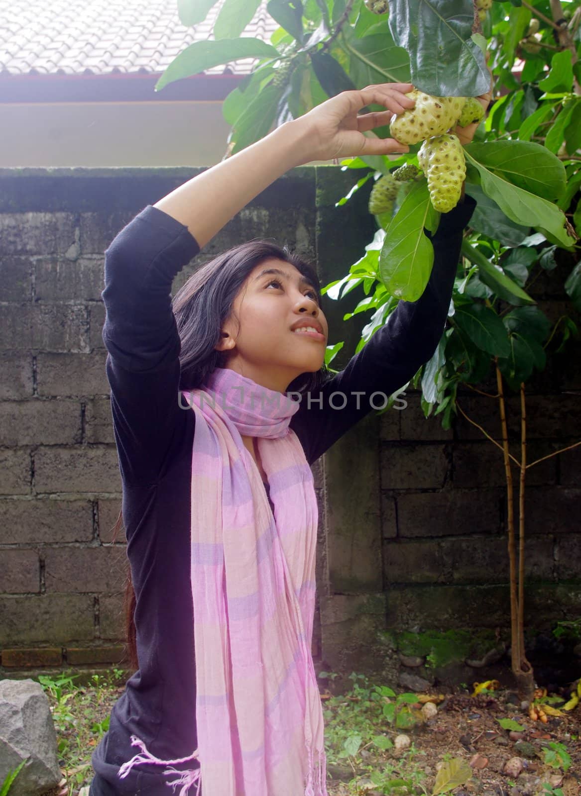Asian woman picking the fruit Great Morinda from a tree in garden, Bali, Indonesia.