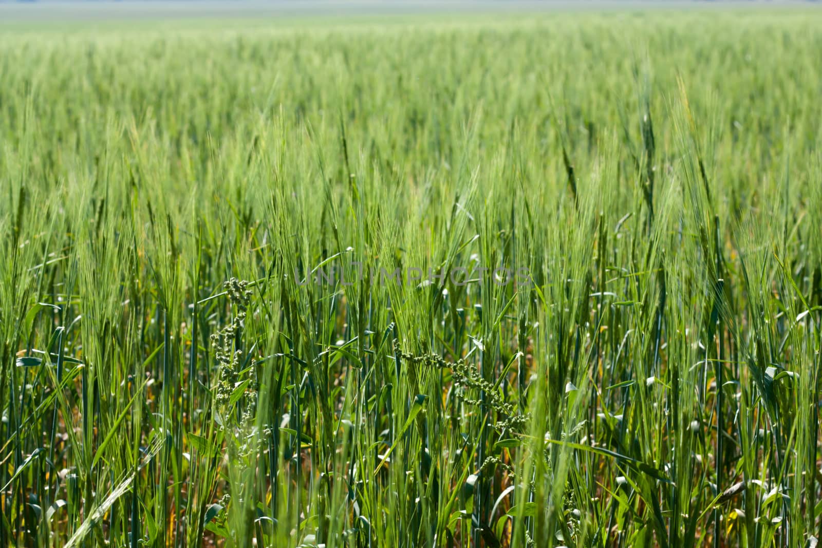 Green wheat