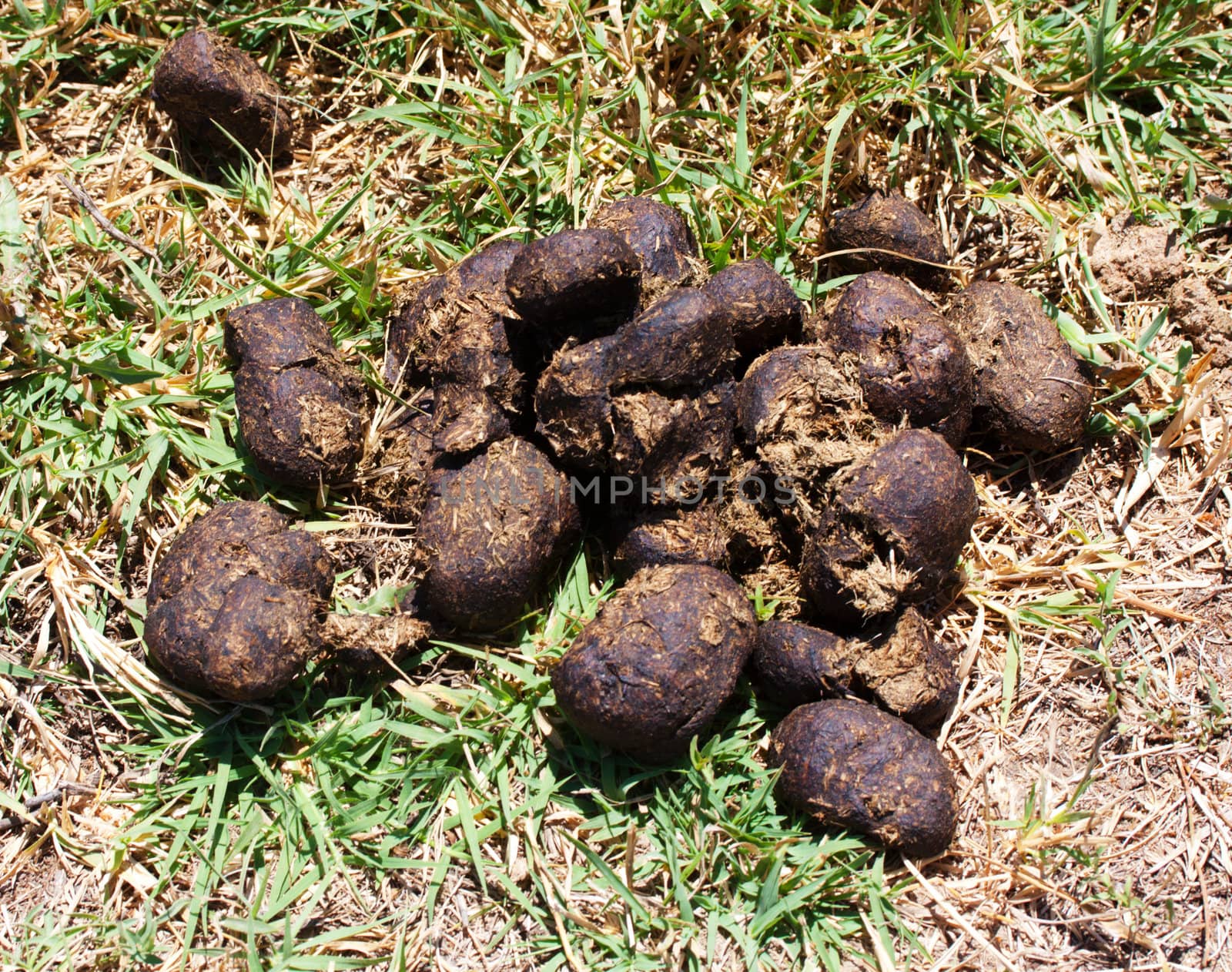 A pile of fresh horse manure on green grass. 