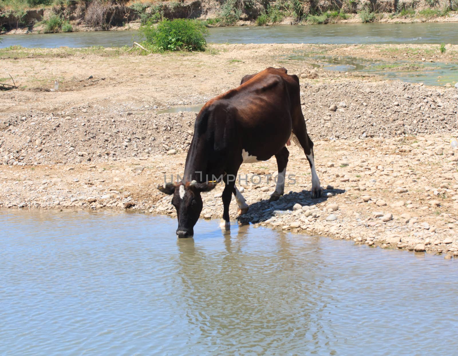 cow drinks water from a river by schankz