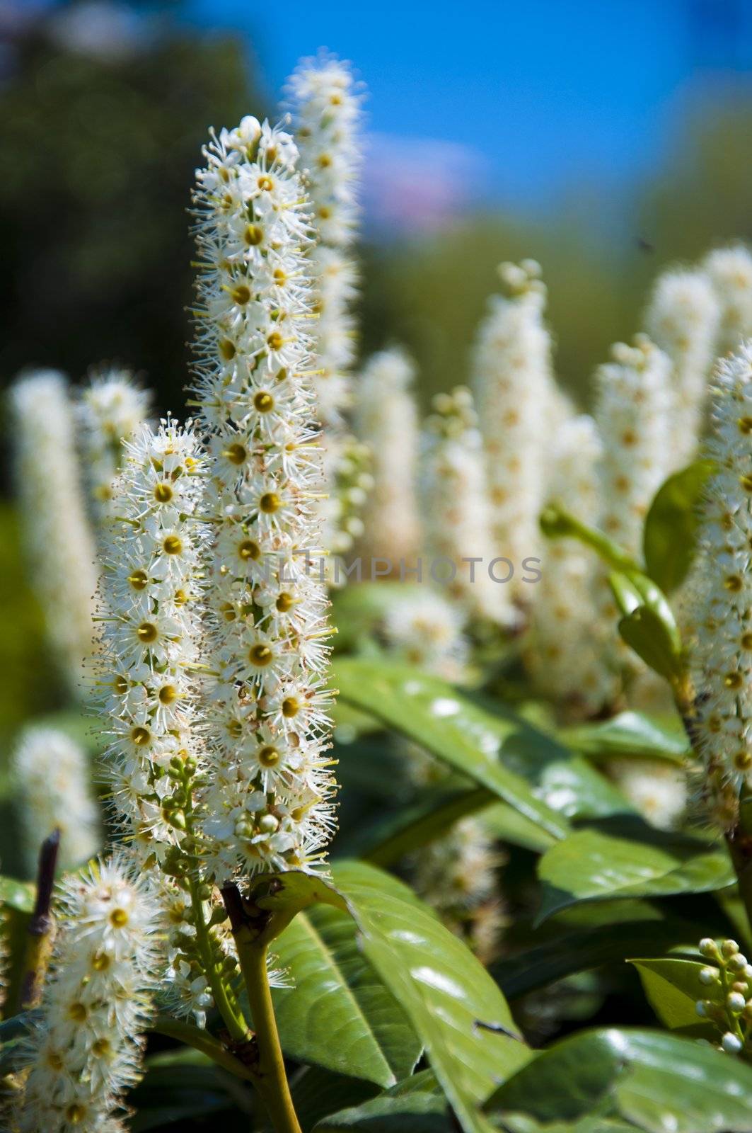 elder white flowers as herb in the garden