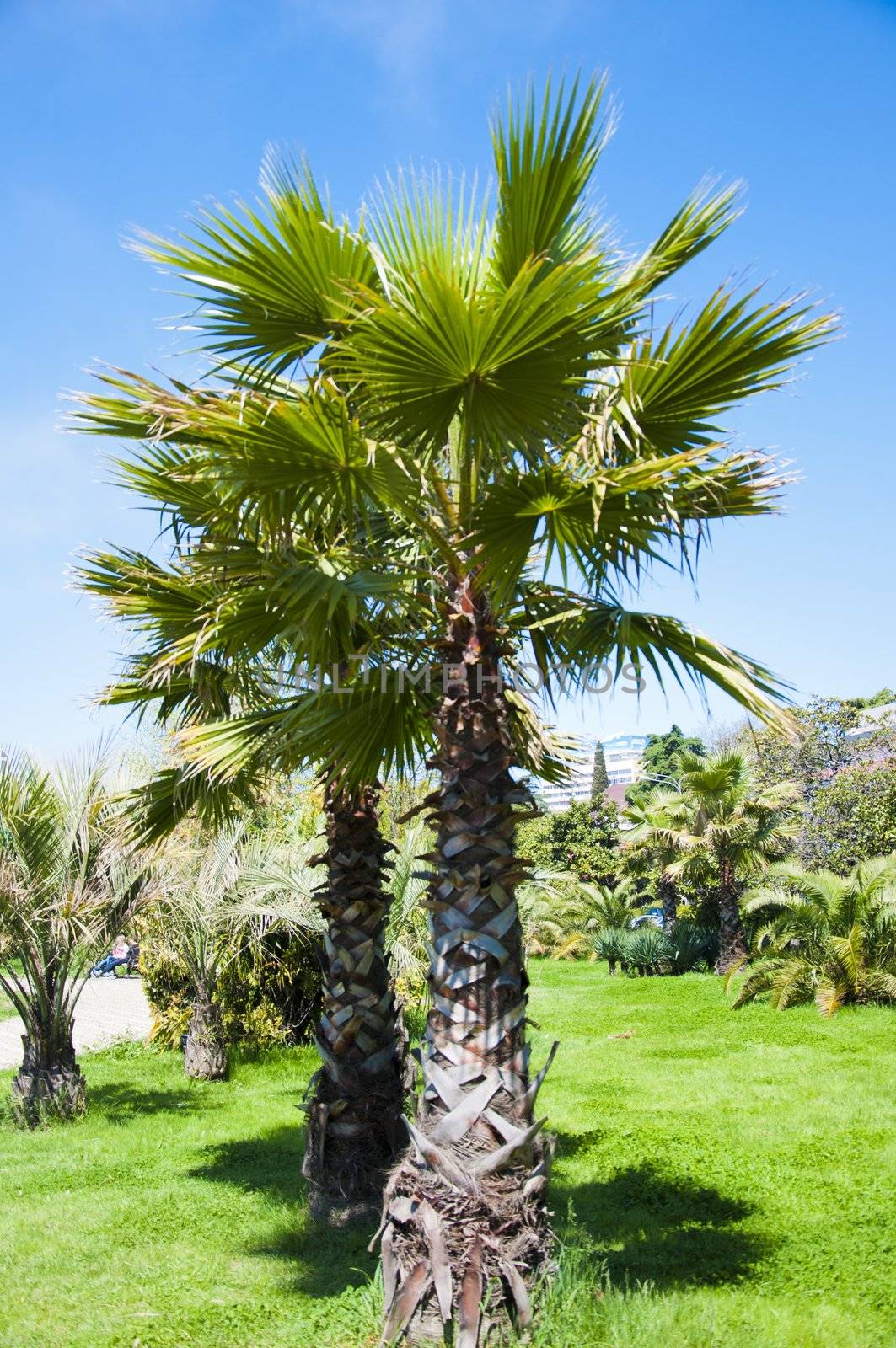 Palm tree in the city in sunny day