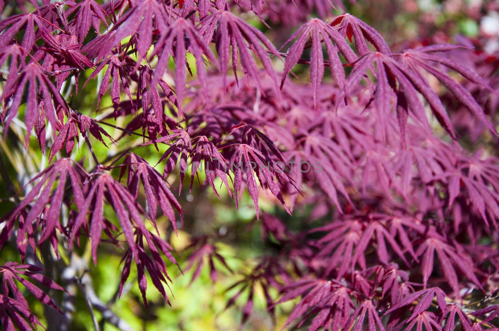 beautiful  maple leaves in the garden jf park