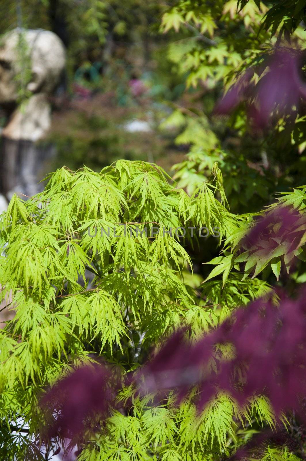 beautiful  maple leaves in the garden jf park