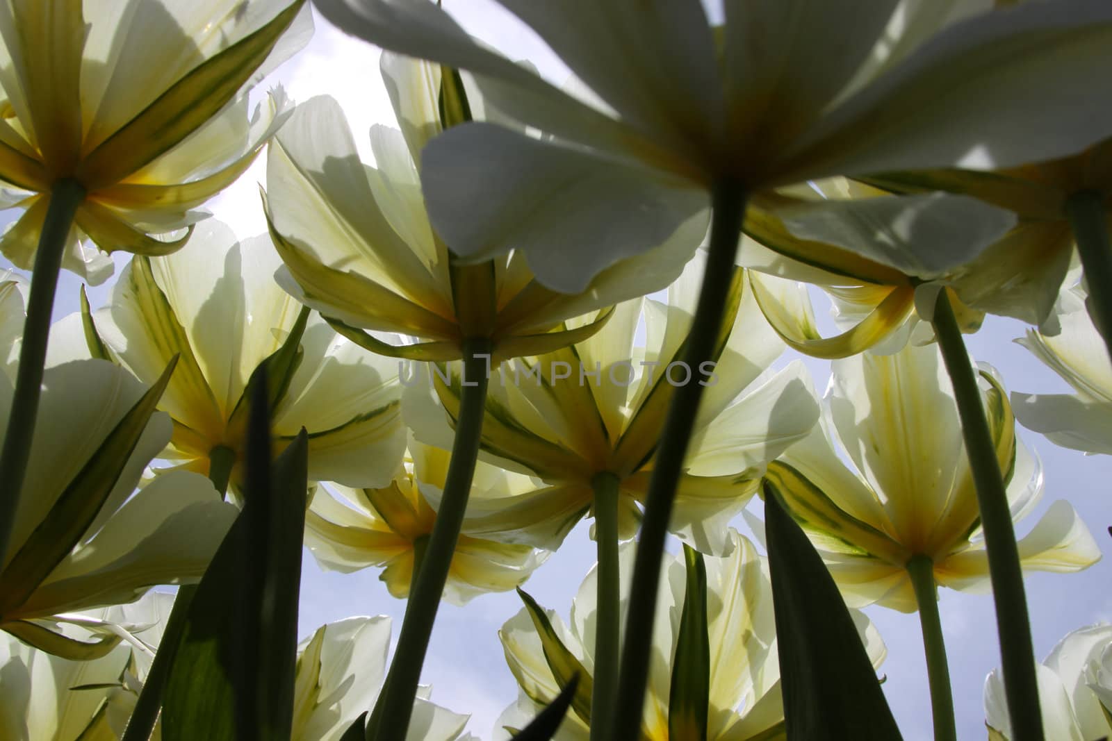 White tulips lit up with the sky in the background.