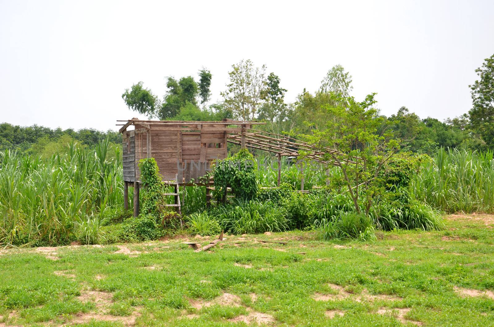 Thai style wooden hut ,  on the northeast of Thailand
