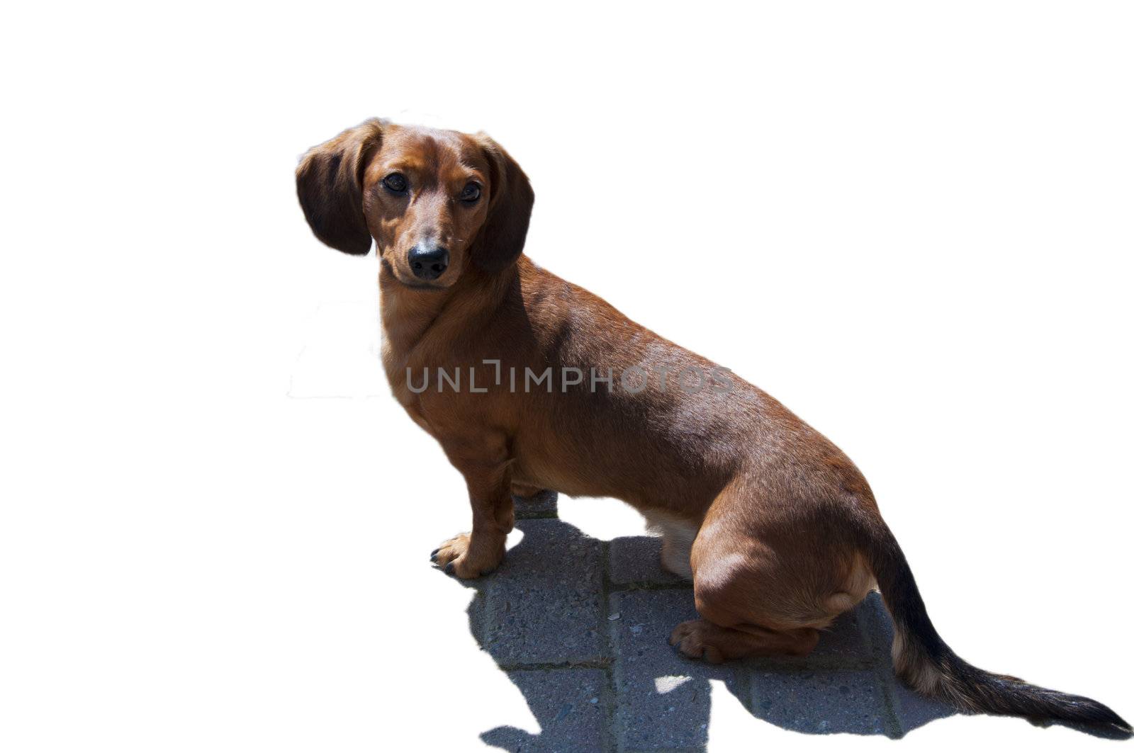 Beautiful dachshund Dog in the sunny day
