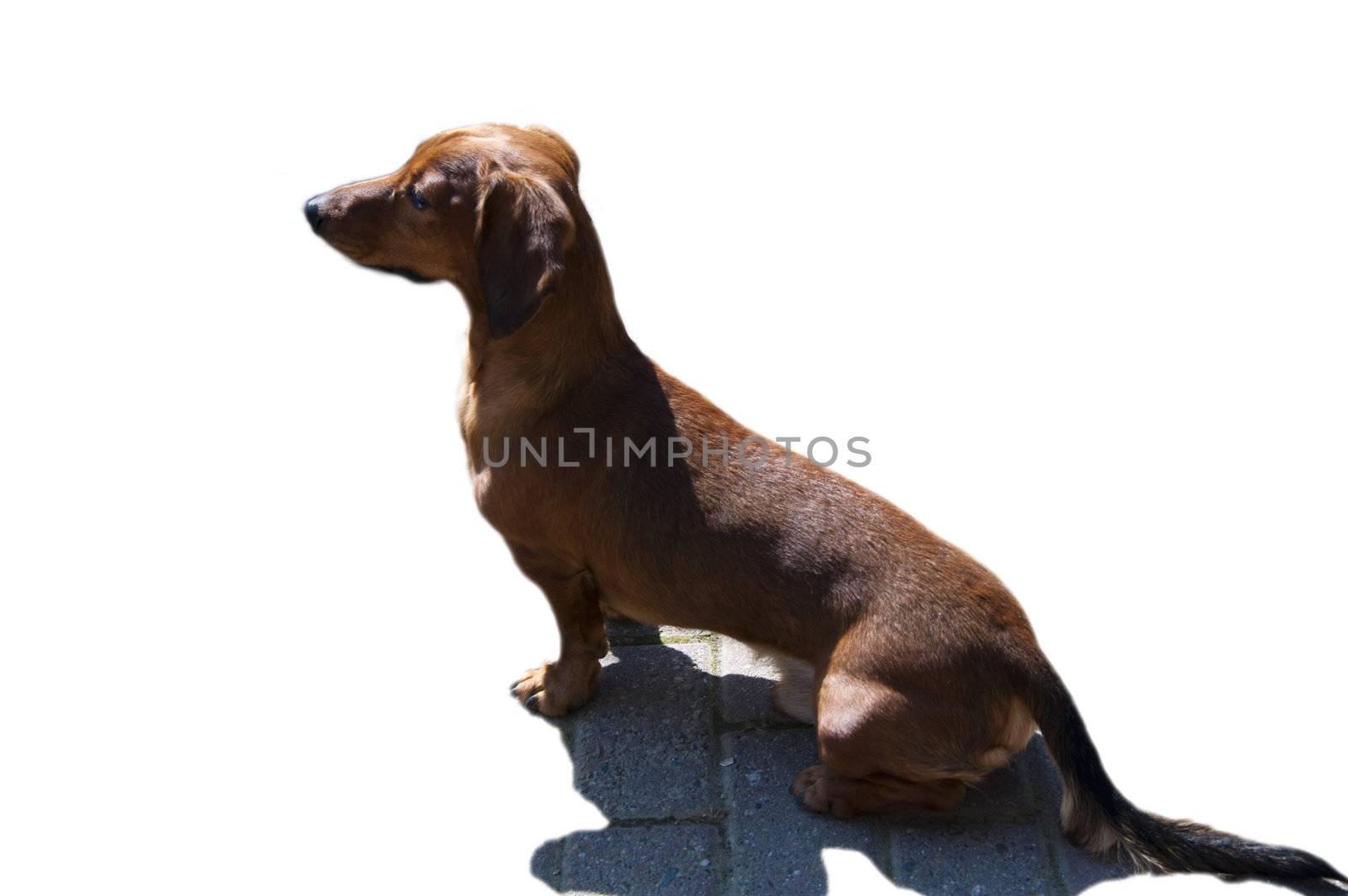 Beautiful dachshund Dog in the sunny day