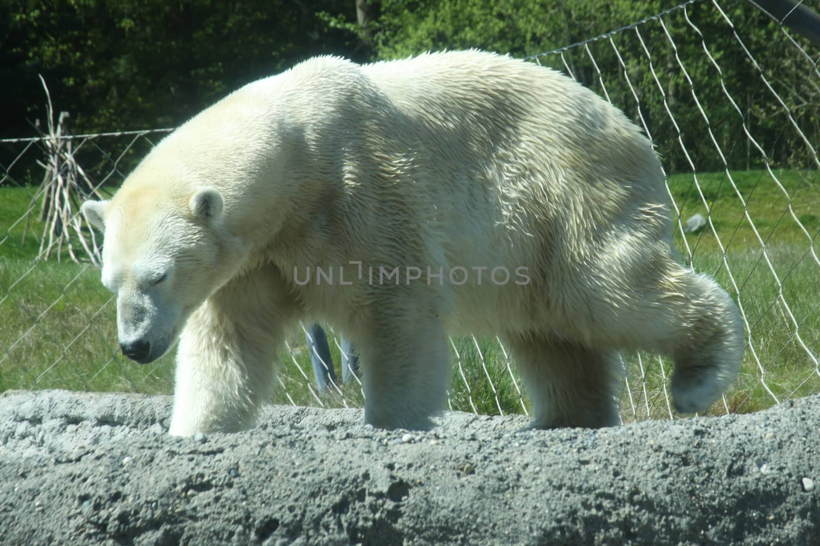 Polar Bear at the Zoo.