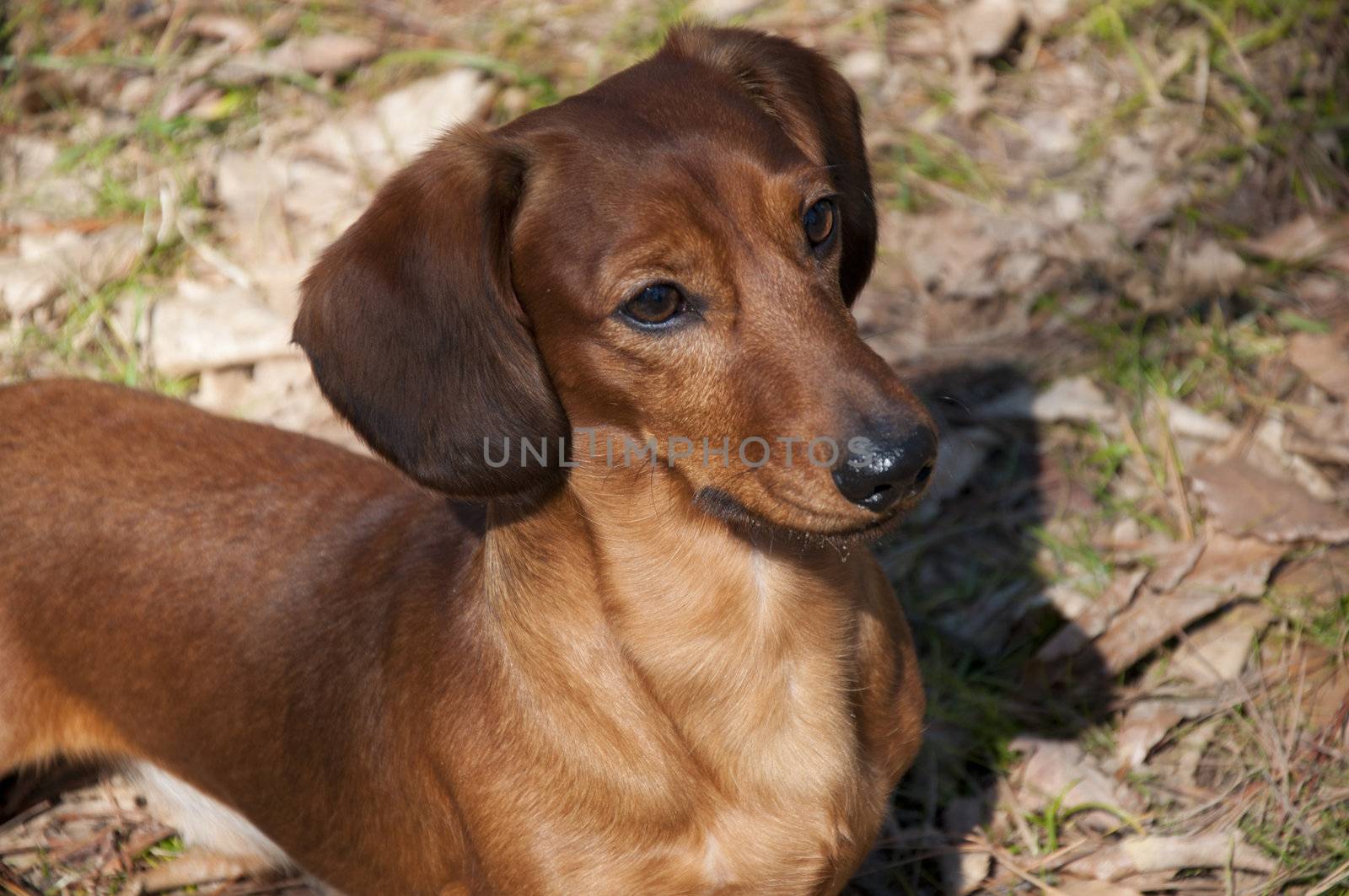 Beautiful dachshund Dog in the sunny day