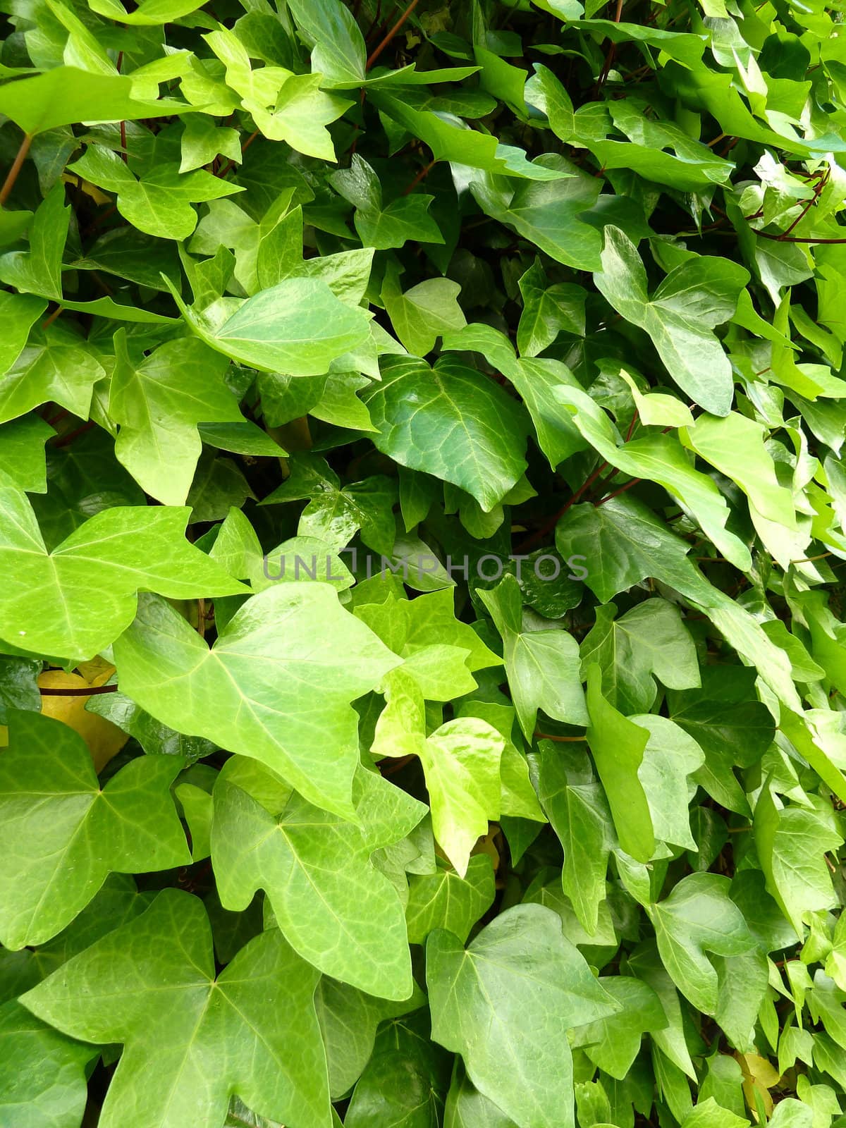 bright green ivy as a background