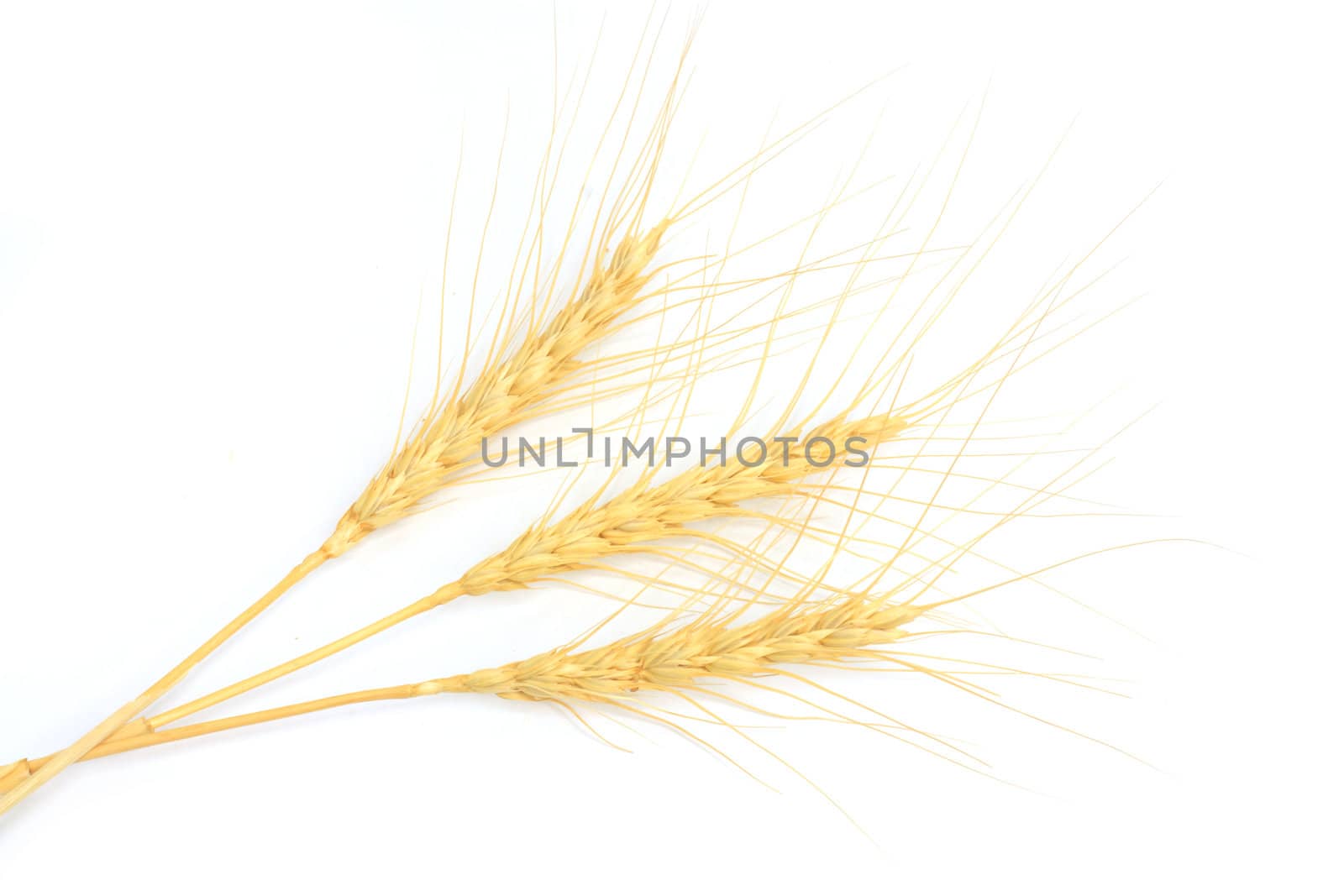 Barley or wheat isolated on white background 