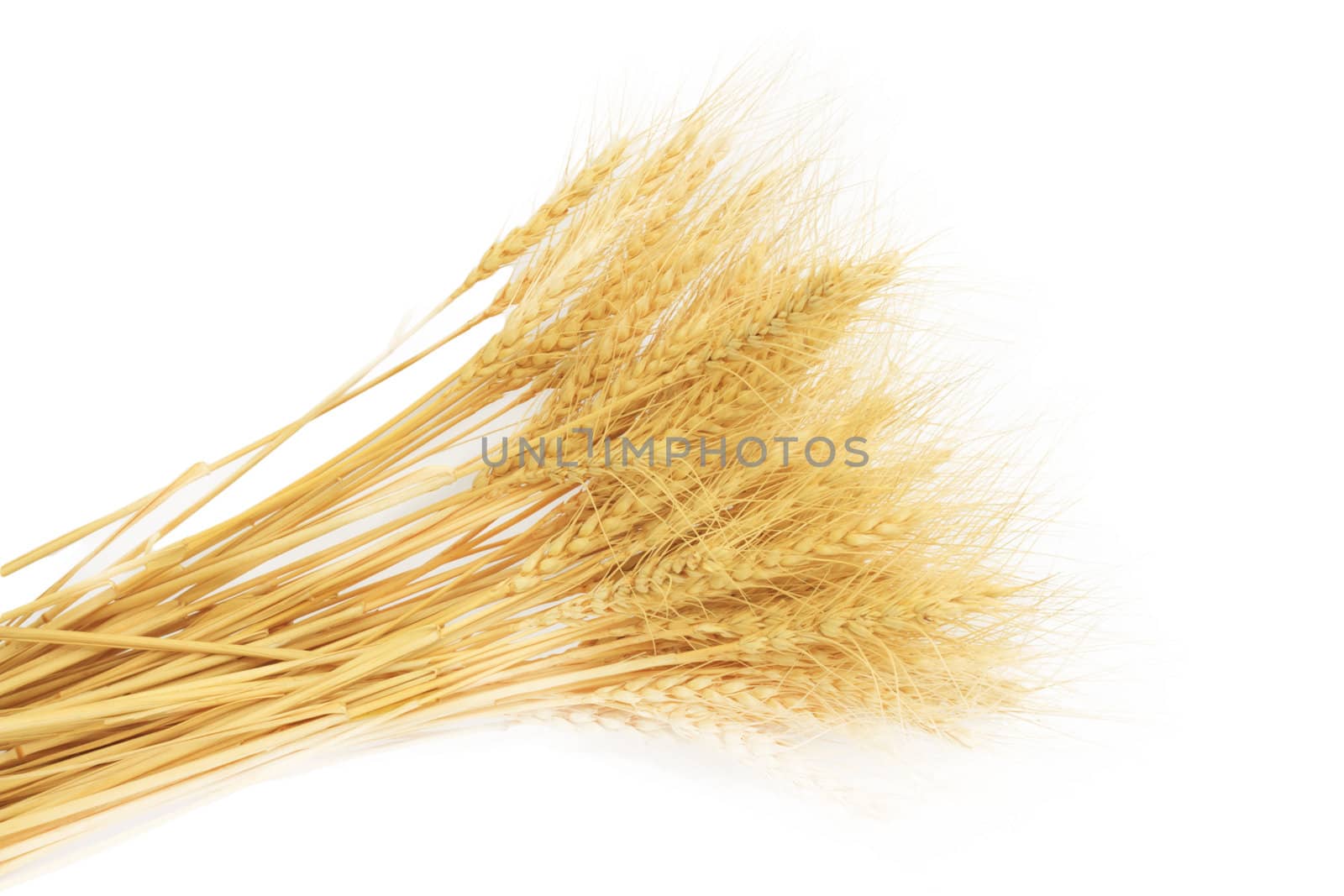 wheat grass isolated over white background 