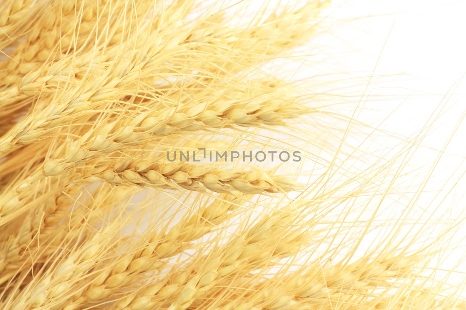 wheat in the background by schankz
