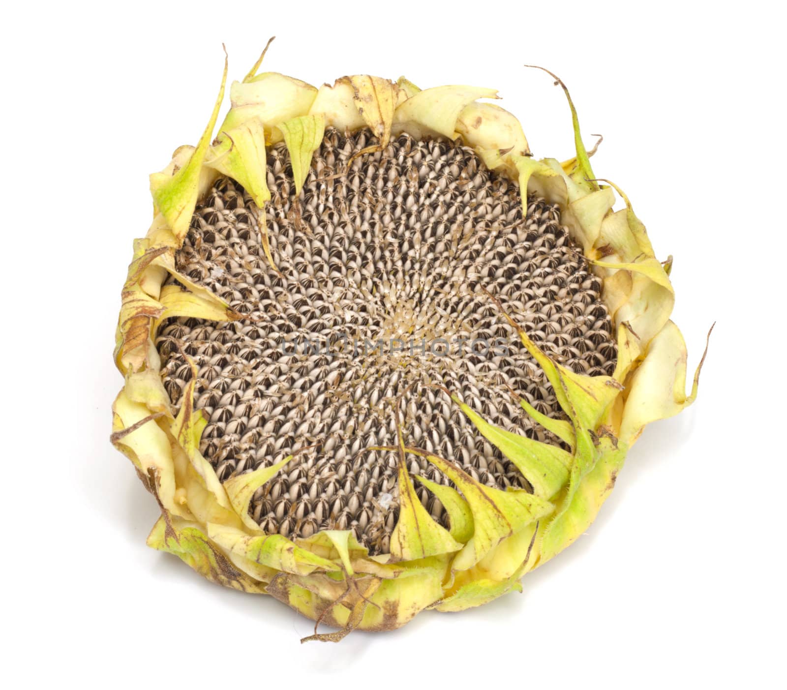 sunflower on white background