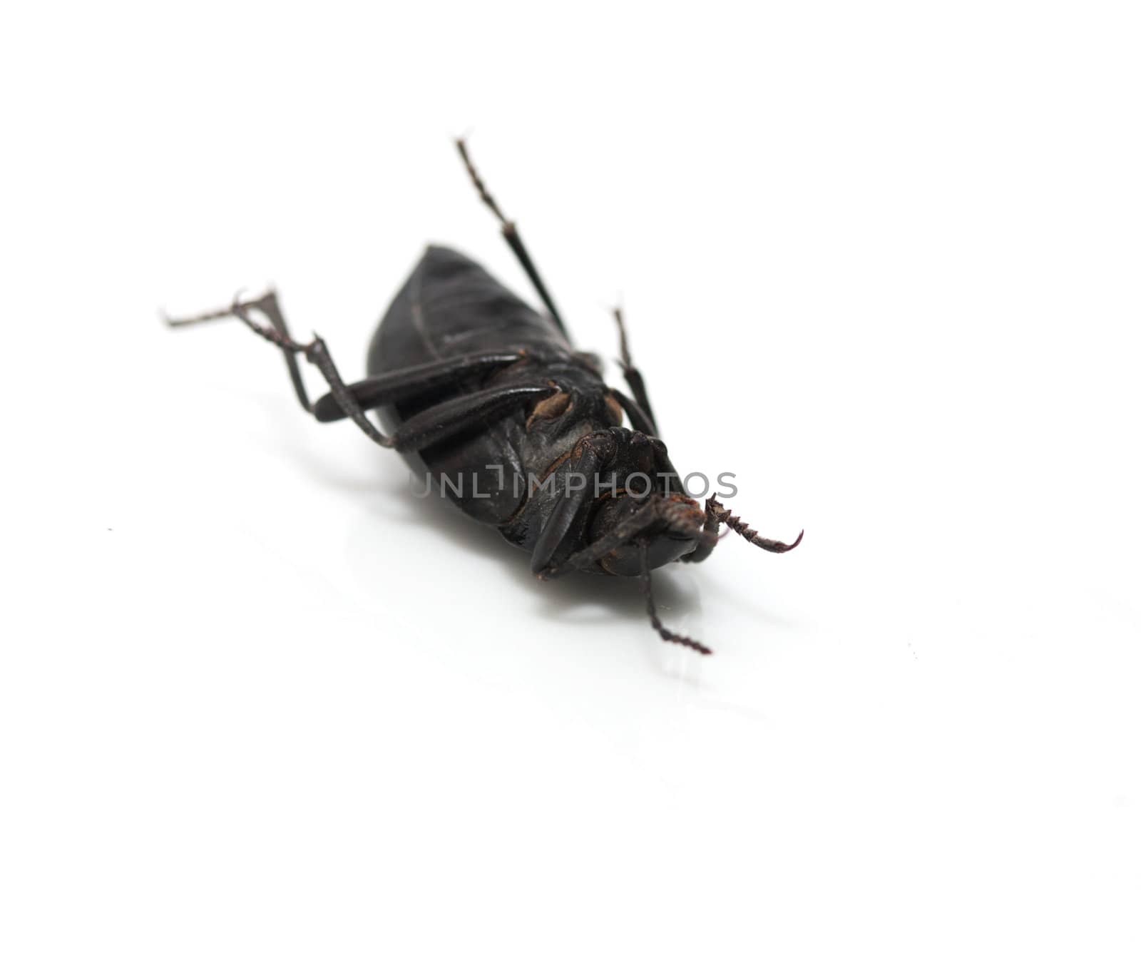 ground beetle 