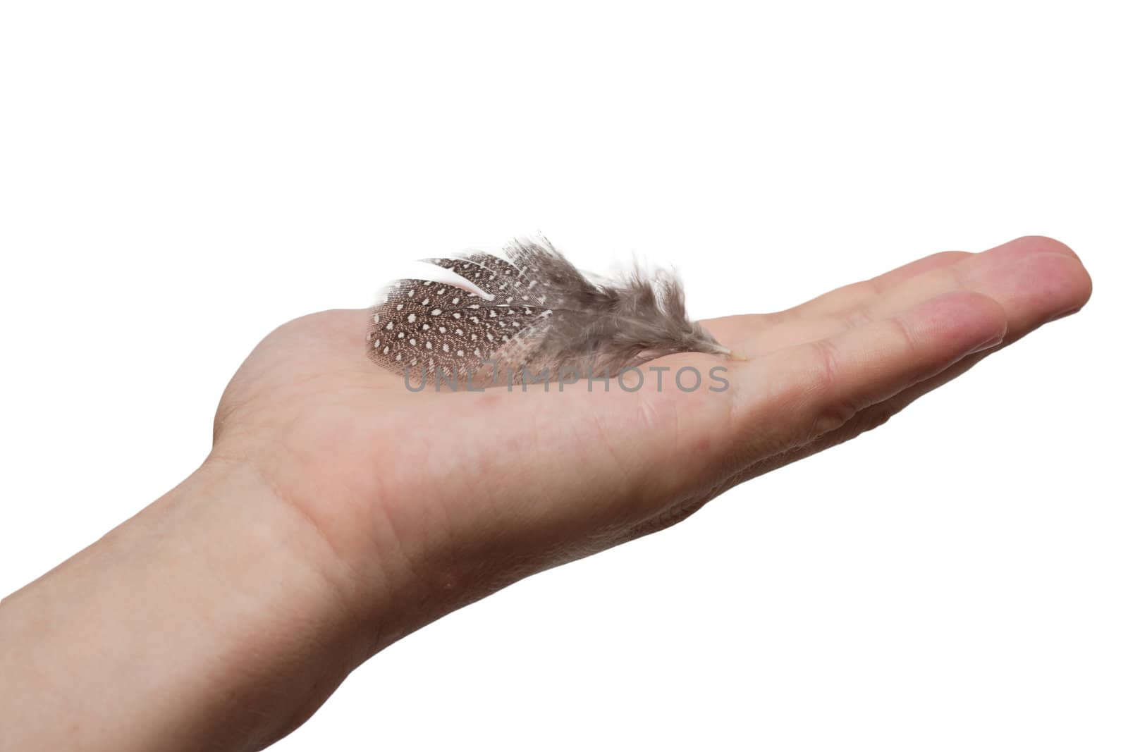 feather in hand 