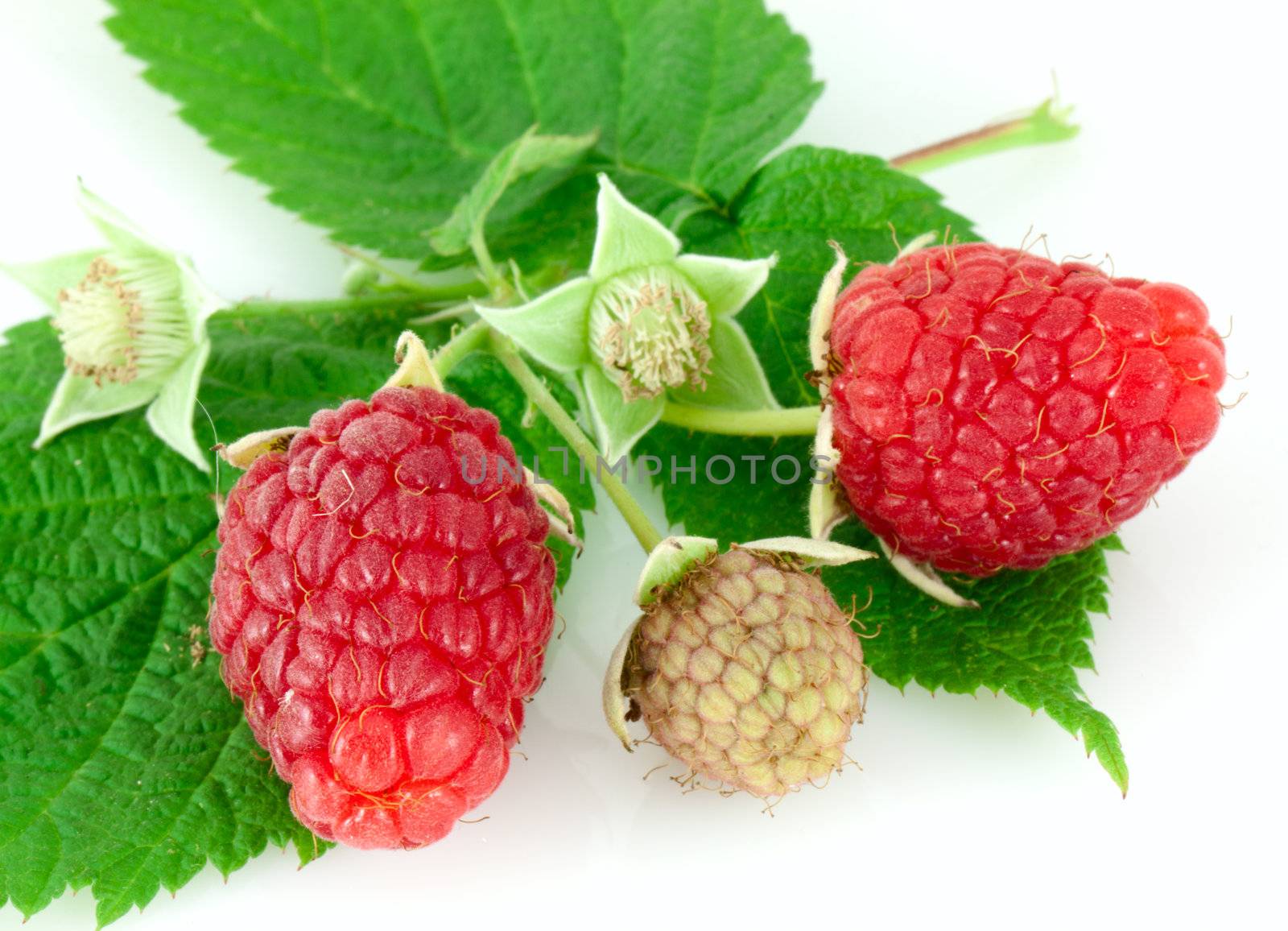 Raspberry leaves and flower