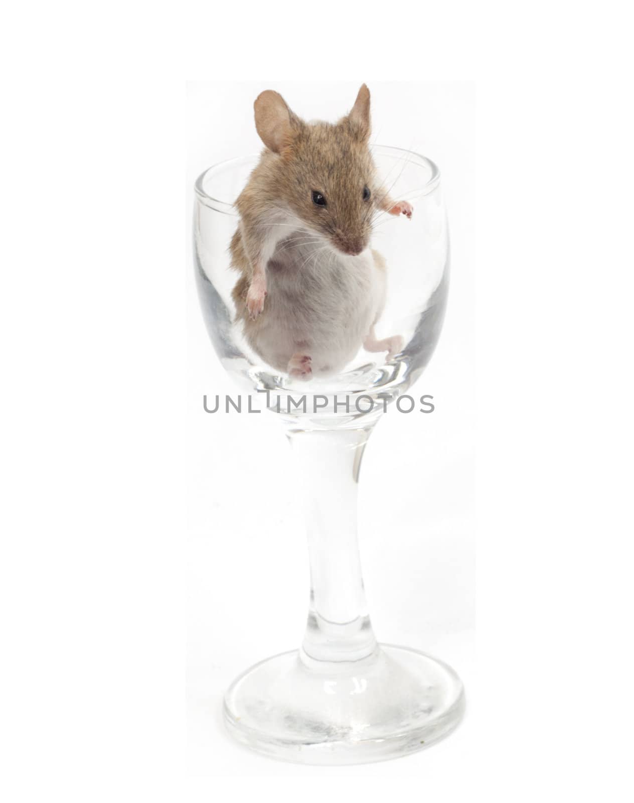 Mouse in a crystal glass