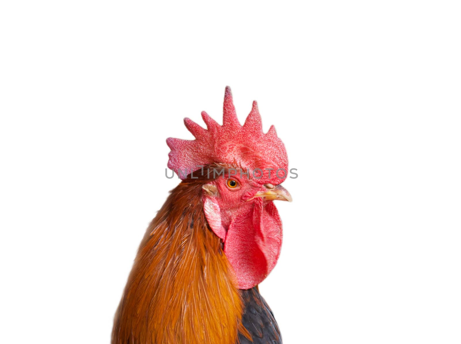 Isolated rooster portrait  by schankz