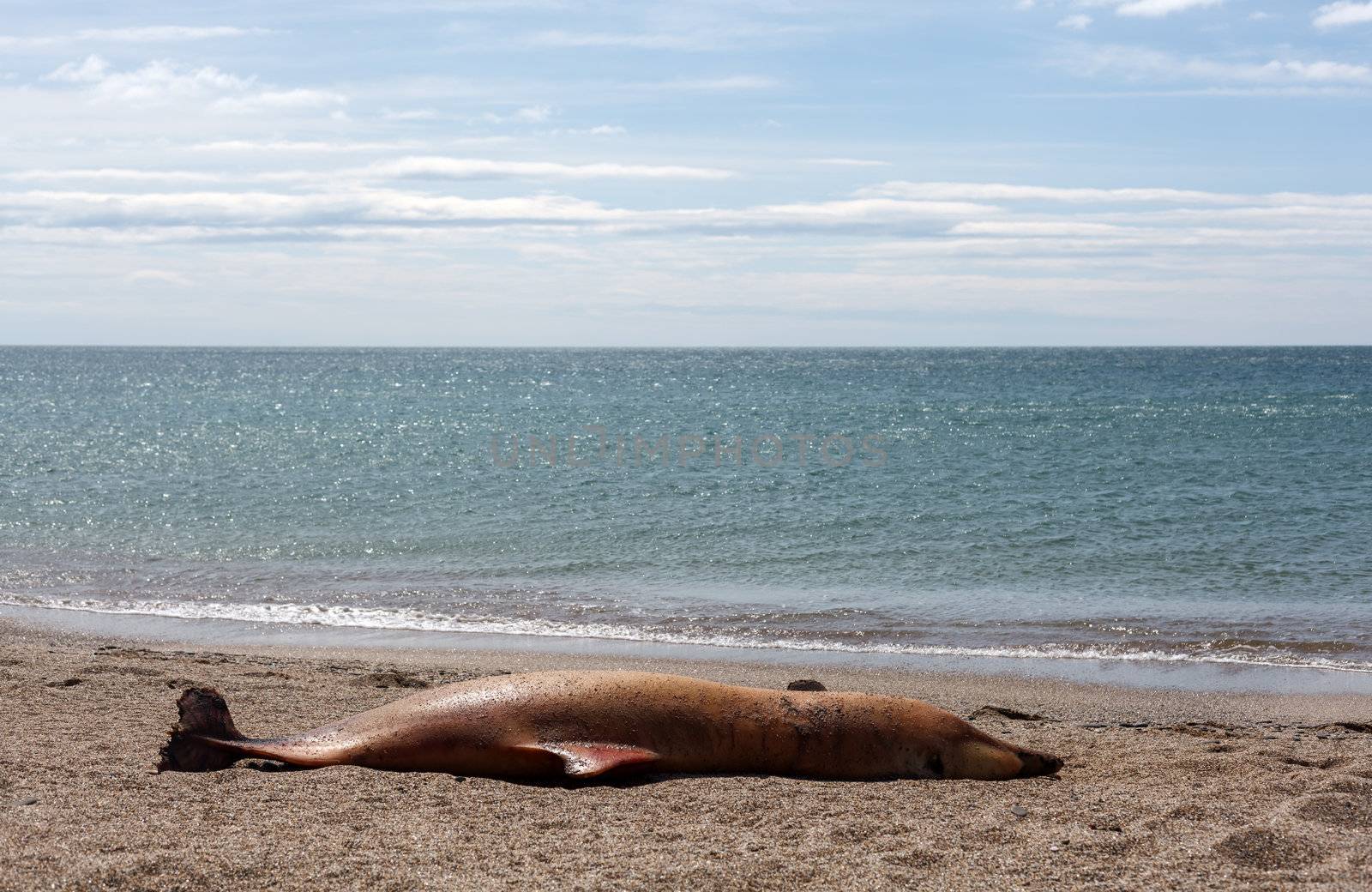 The victim Bottlenose dolphin lies on the coast