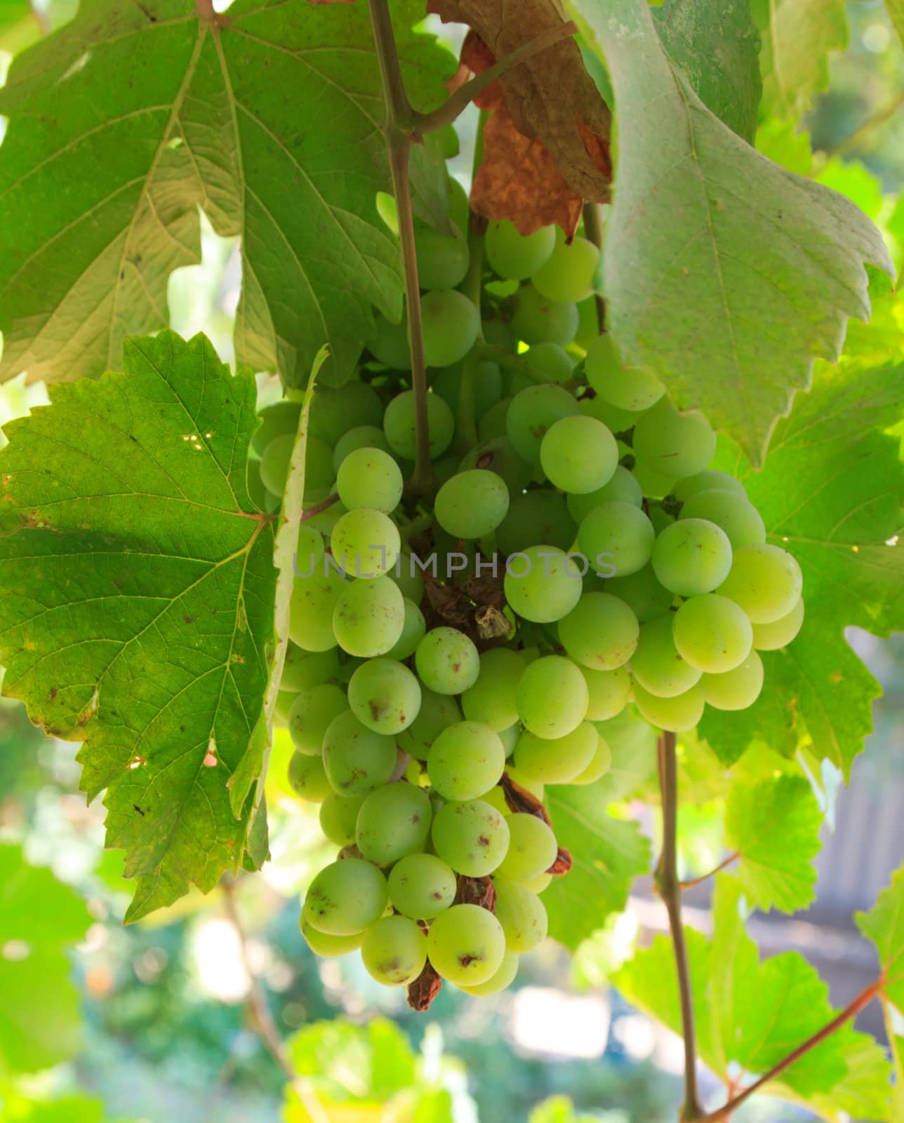 green grapes by schankz