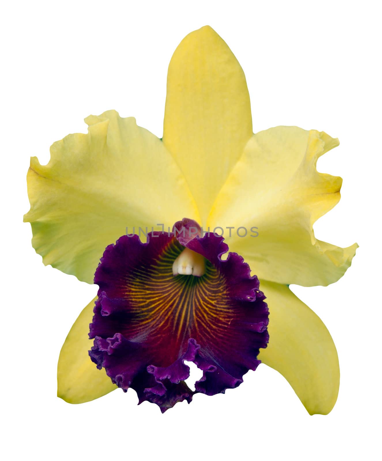 Yellow and purple orchid on white background