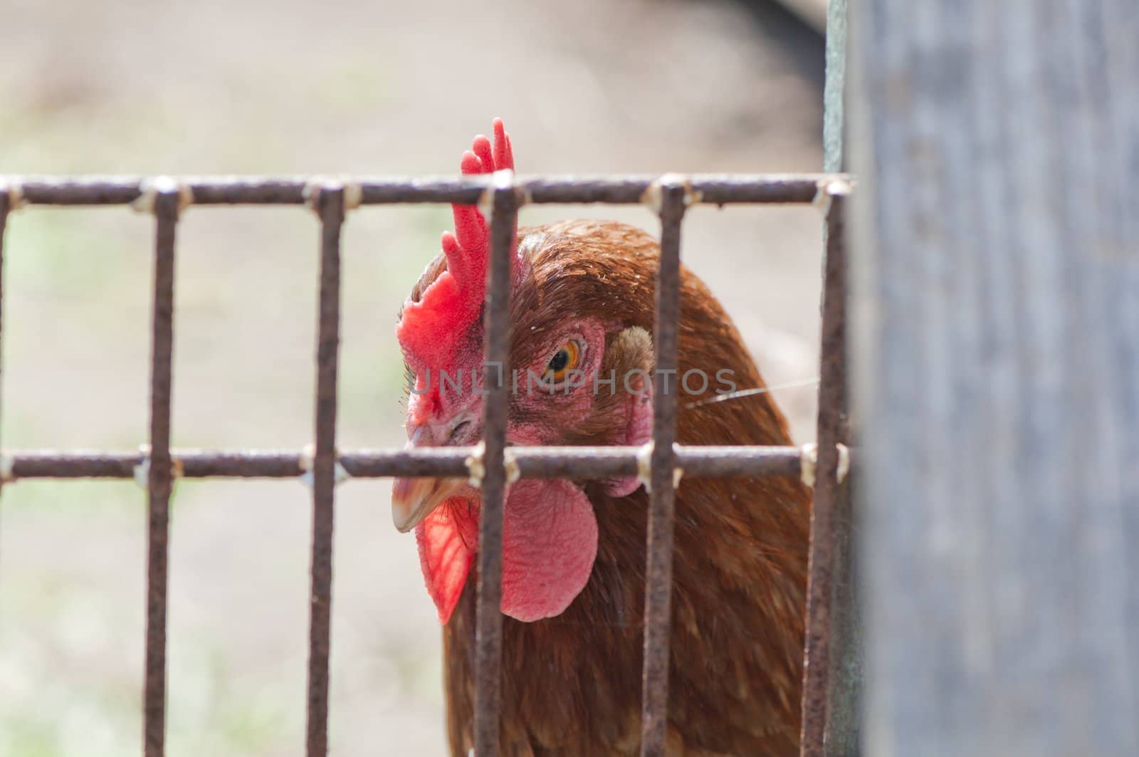 hen trapped in a cage