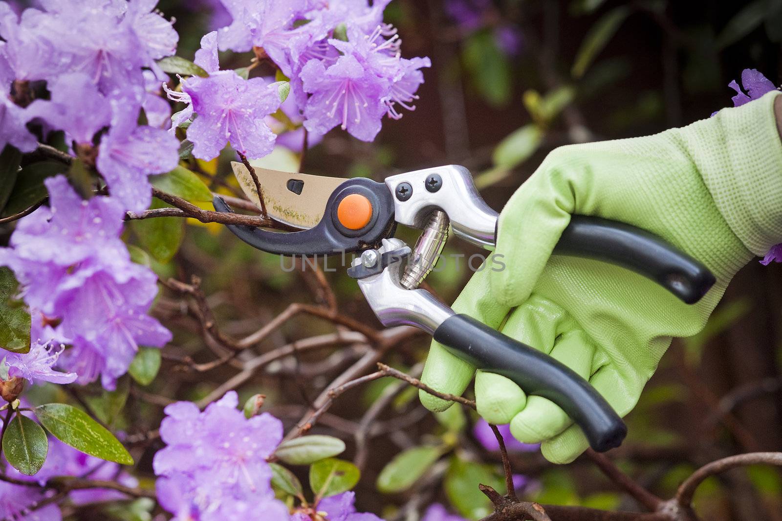 Pruners used to trim flowering shrub in the spring pruning shrubs with sharp pruners