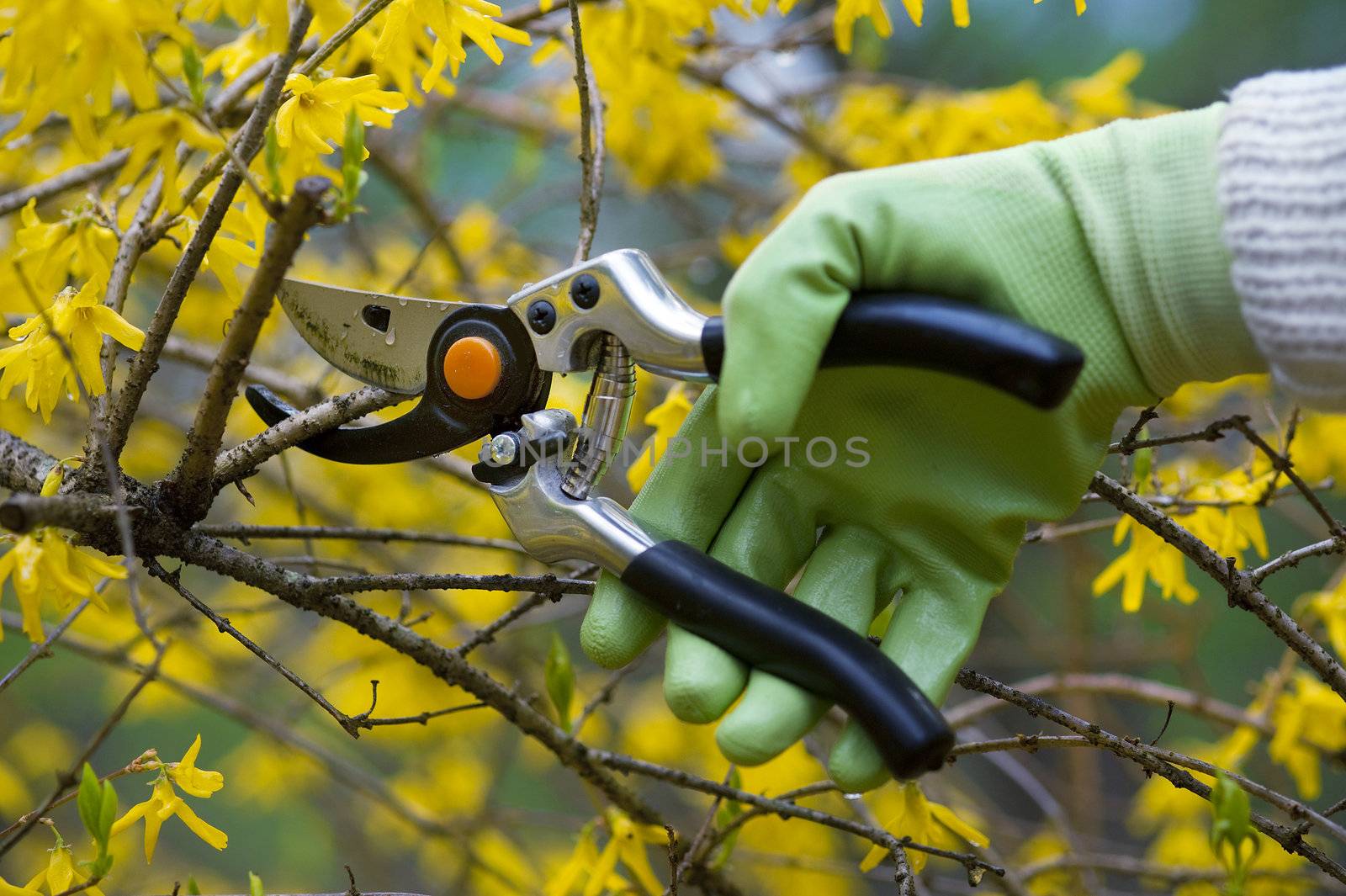 Pruning shrubs by f/2sumicron