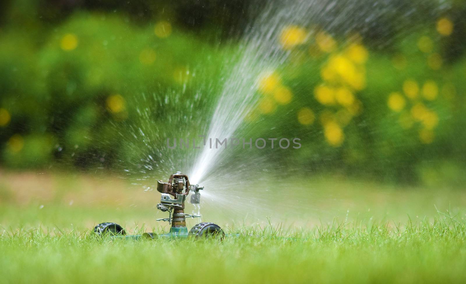 Sprinkler watering the lawn during the summer season