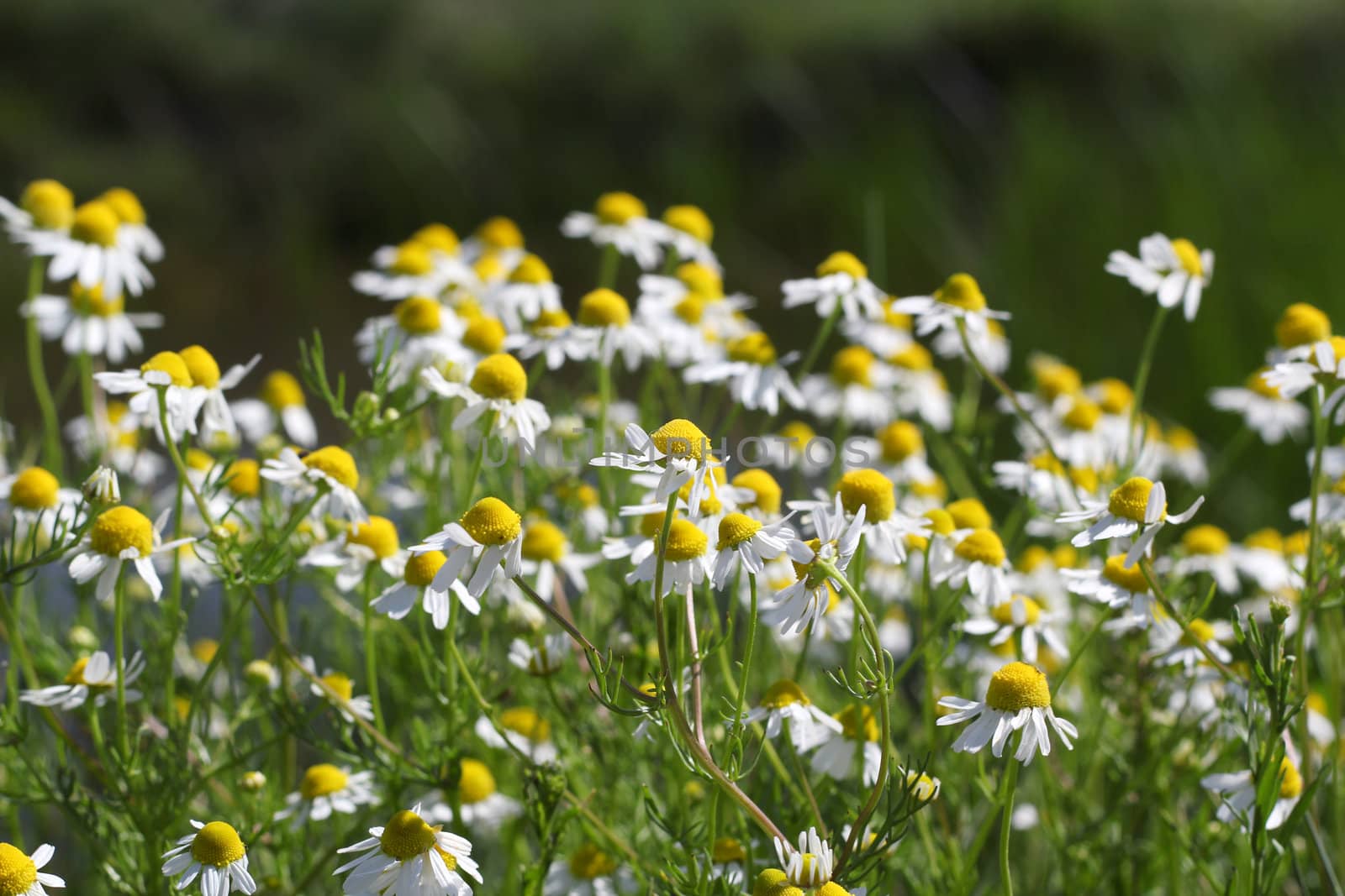 chamomile spring scene