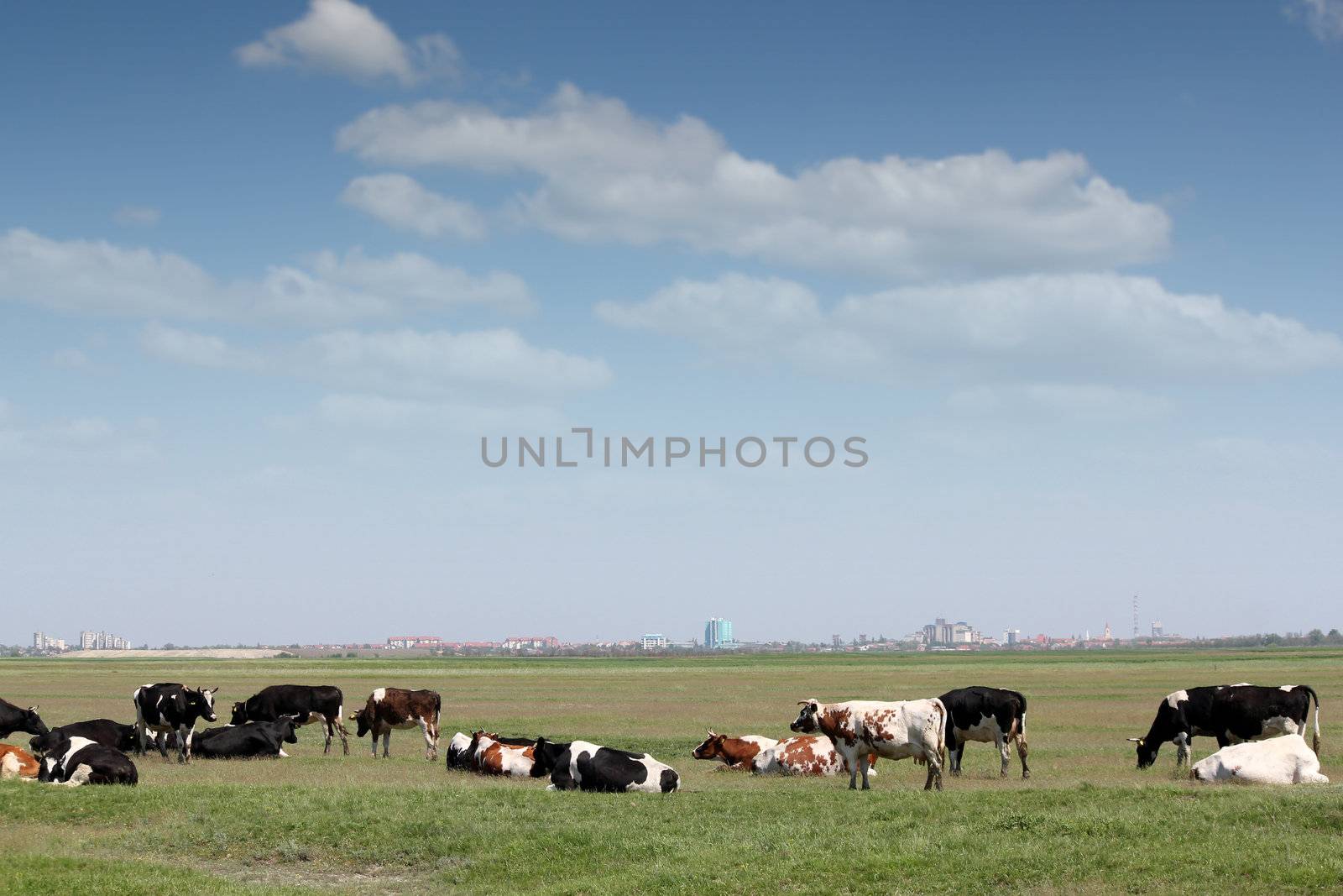 cows on pasture with city in background