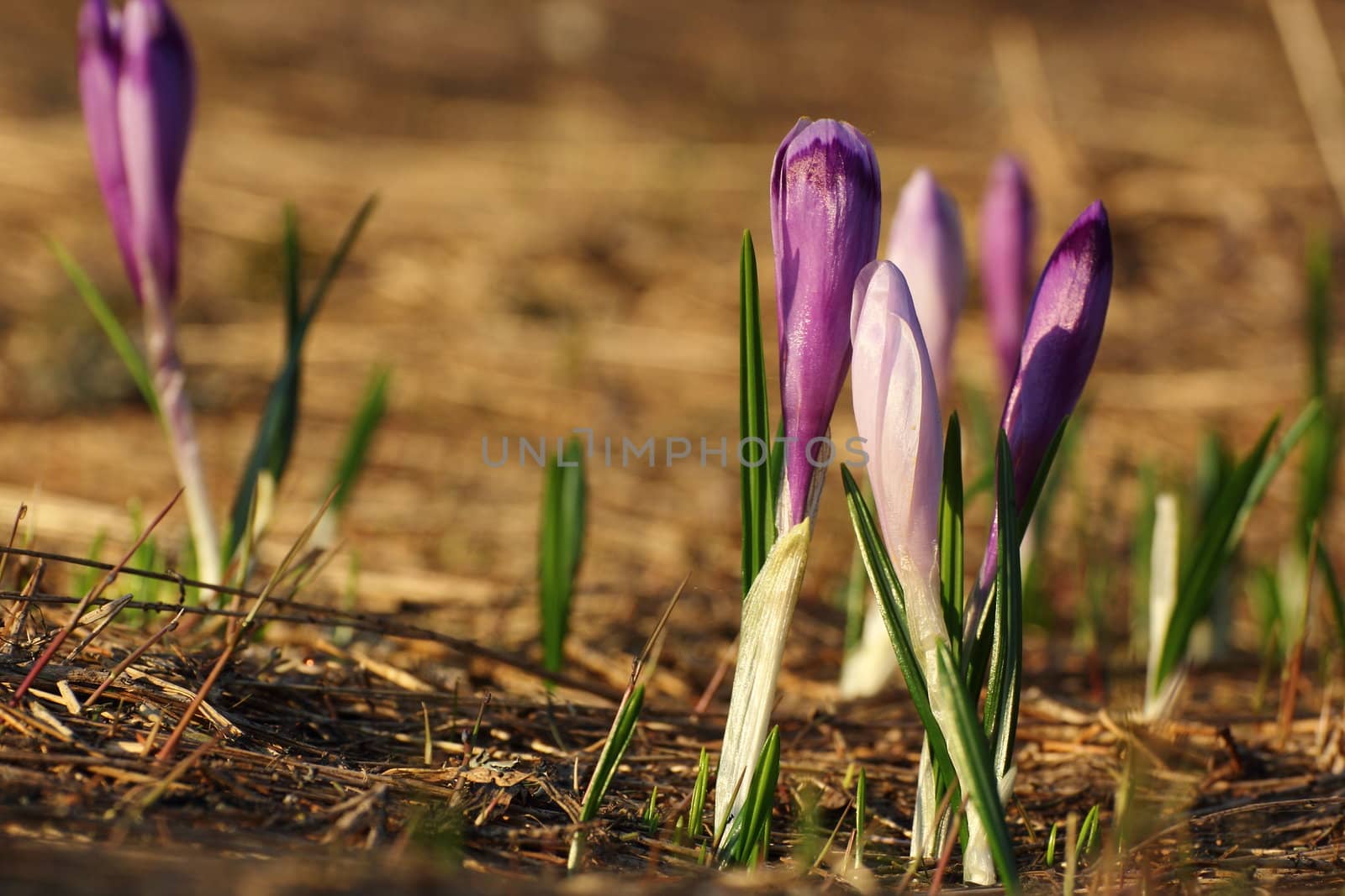 mountain crocus by taviphoto