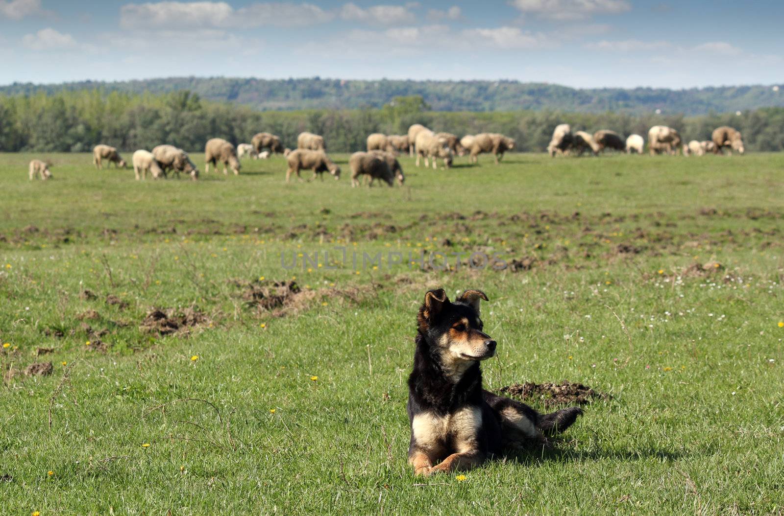 sheepdog and herd of sheep in background