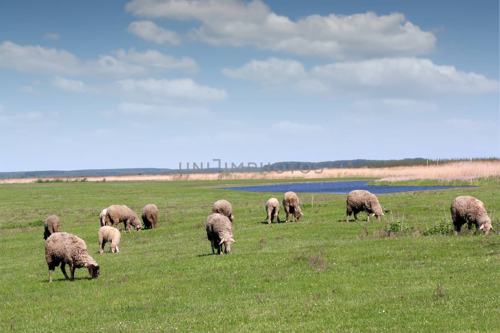 sheep on pasture