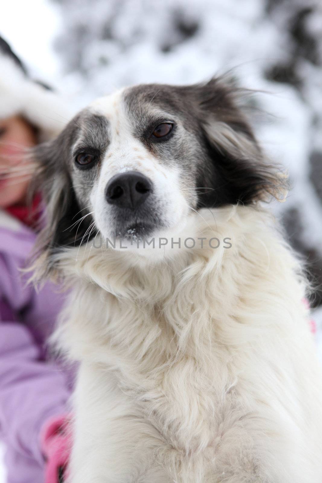 Little girl in the snow with dog by phovoir