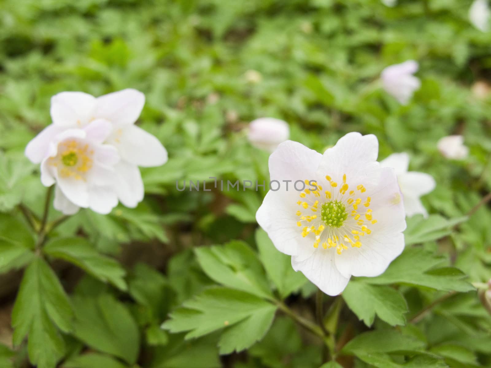 wood anemone - anemone nemerosa in detail with flower and leaves