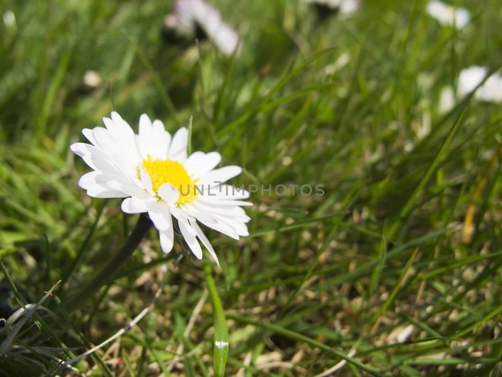 closeup of a daisy flower, bellis perennis, on a meadow