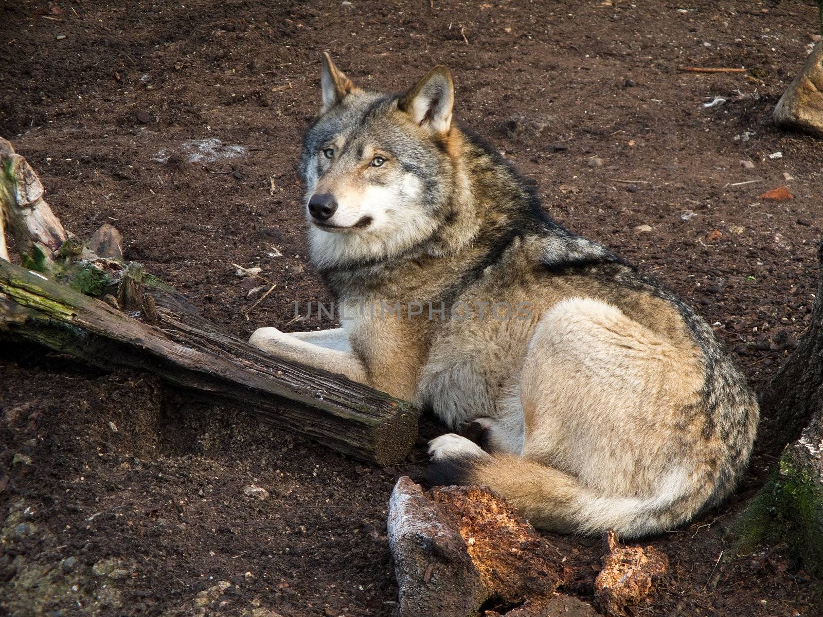 Grey wolf, canis lupus, resting on the ground. captive animal