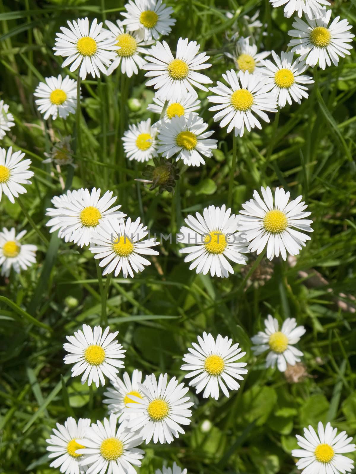a field of daisy flowers in high angle view, background