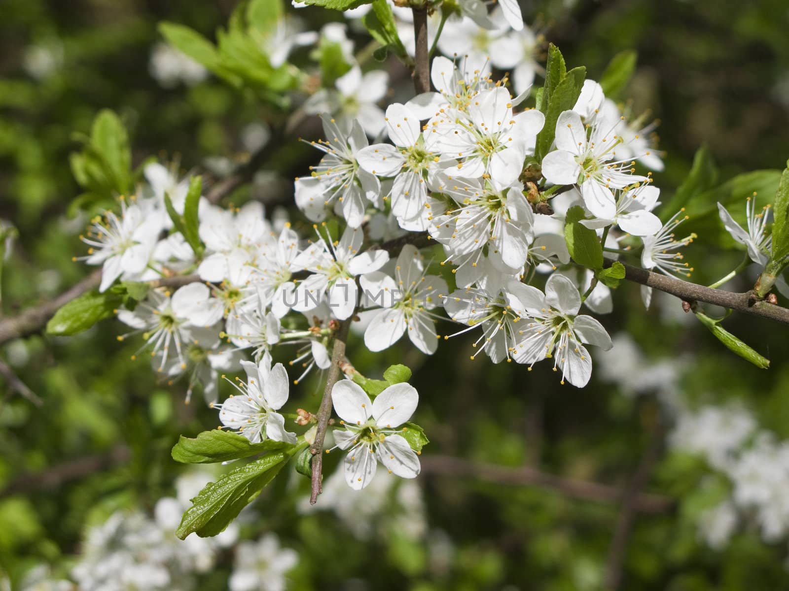 Blackthorn blooming, Prunus spinosa by Arrxxx