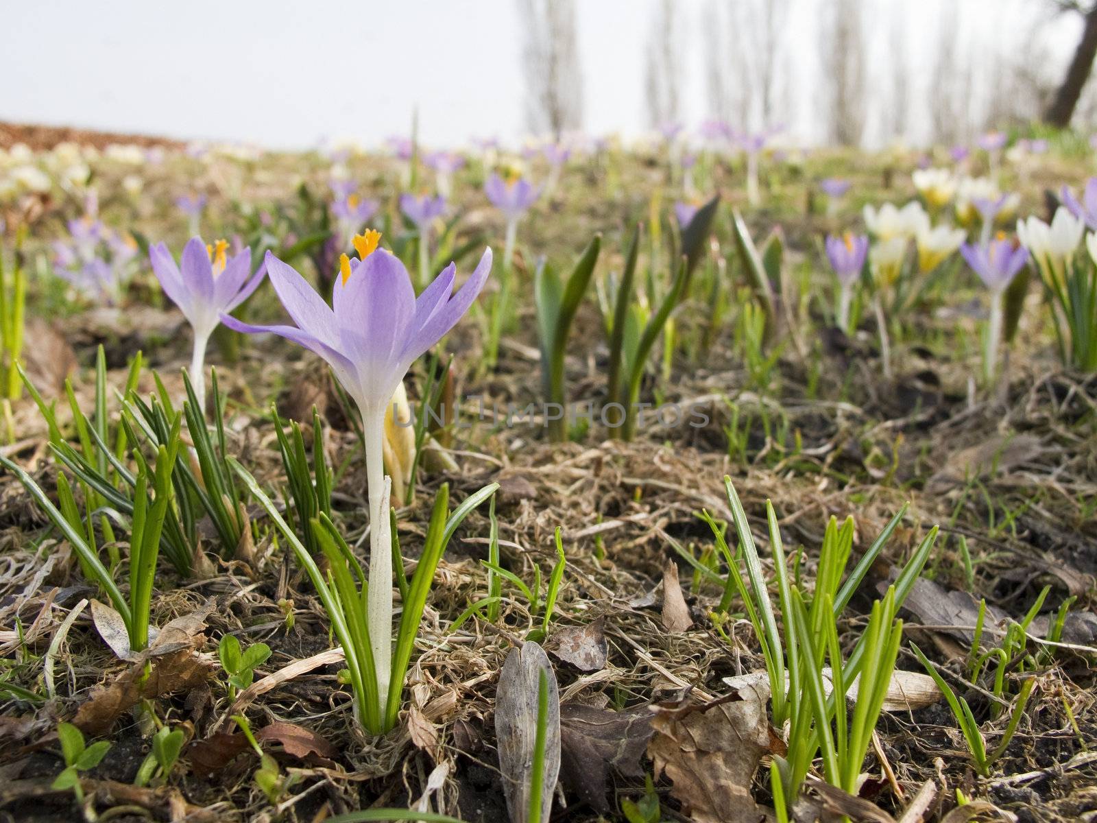 crocus in a park in spring, beautiful flowers 