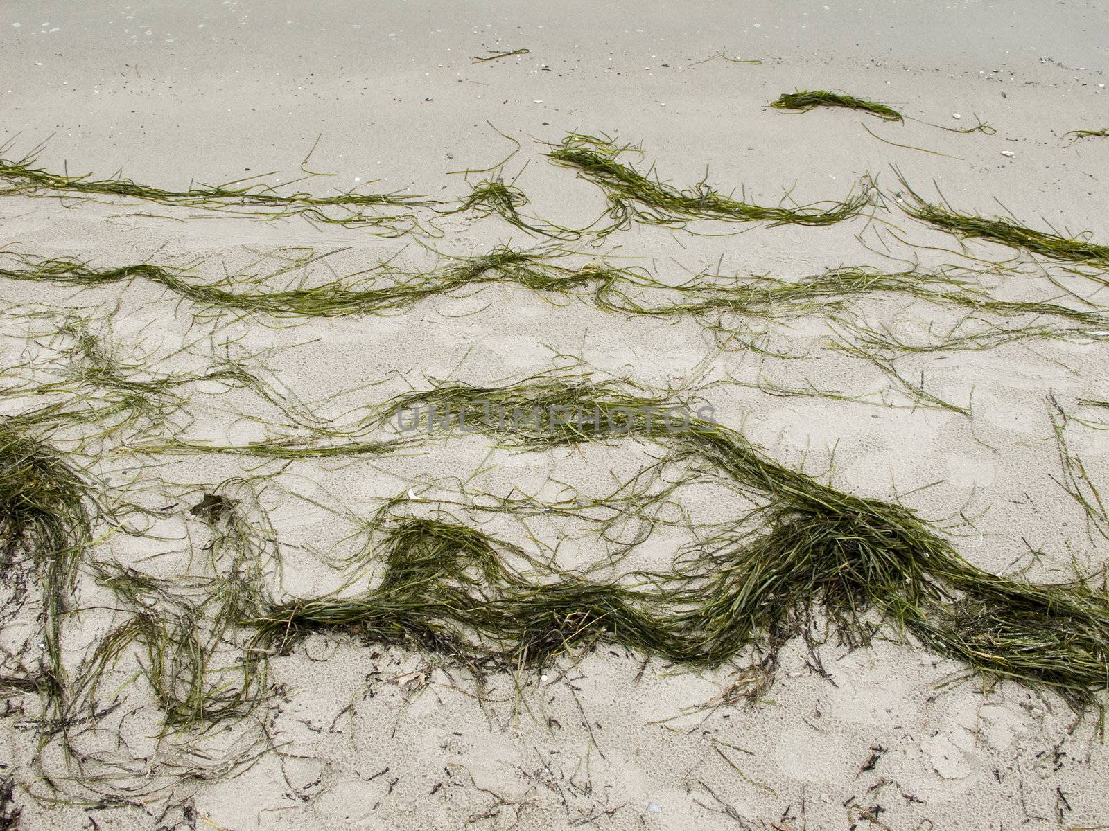 sea grass pattern on beach in spring or autumn